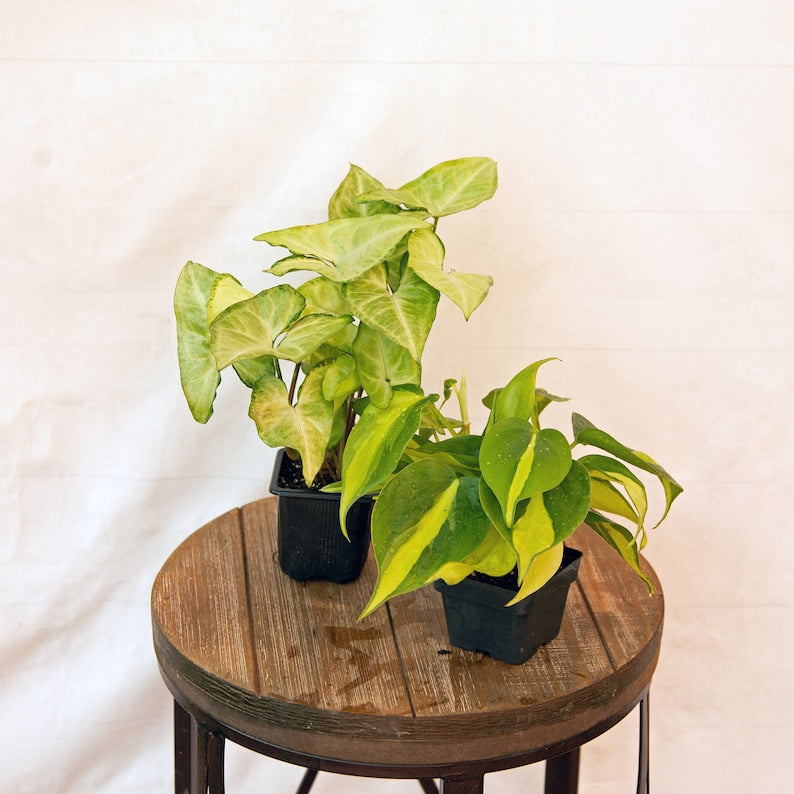 LIVE Combo 3-Inch Pots White Butterfly Syngonium & Brazilian Philodendron - Tropical Evergreen Plants for Home Décor