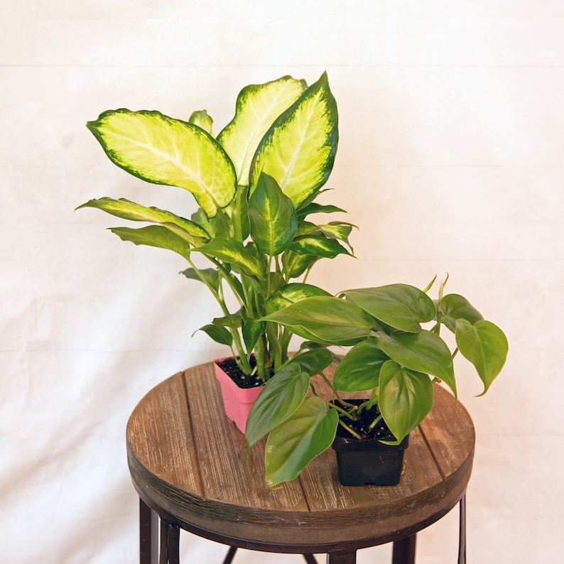 LIVE Houseplants Set - 3 inch Dieffenbachia & Green Philodendron Heartleaf - Air Purifying Plants for Home & Office Decor