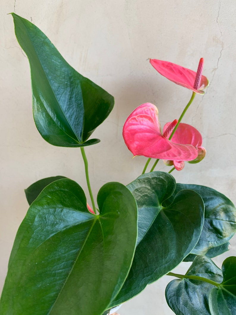 4” Anthurium Sweet Dream Plant, Pink Houseplant, Live Indoor/Outdoor P –  Sejahtera Seeds and Bulbs