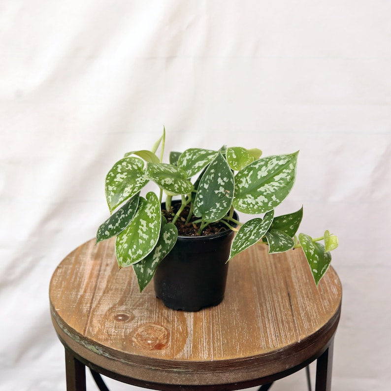 Silver Satin Pictus Houseplant in 4-Inch Pot, Variegated Scindapsus Pictus, Trailing Indoor Plant for Home or Office