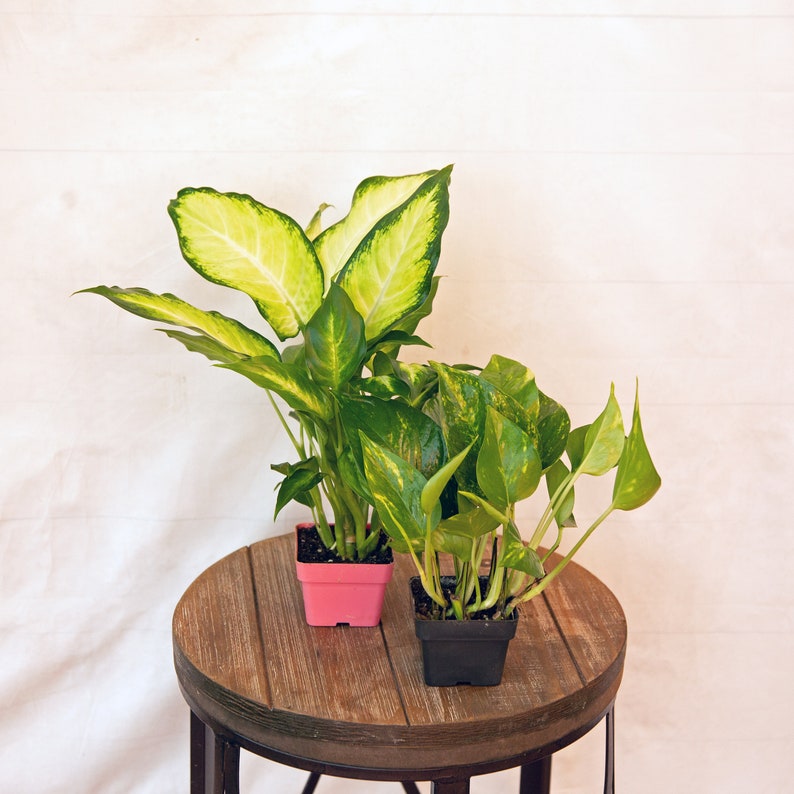 LIVE Indoor Potted Plants Combo - 3-inch Dieffenbachia & Golden Pothos - Easy-to-Grow Houseplants for Office/Sympathy Gifts