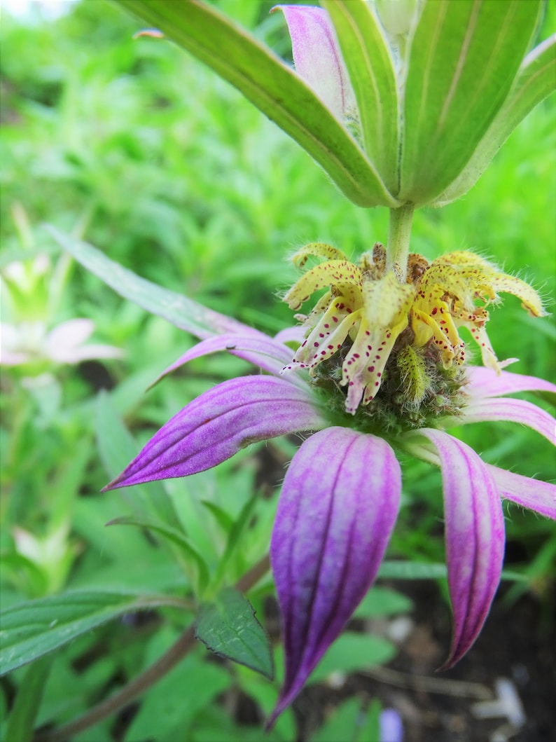 Spotted Bee Balm Starter Plant - Monarda punctata - 2.5" Pot - Pollinator Friendly Native Plant - Deer Resistant
