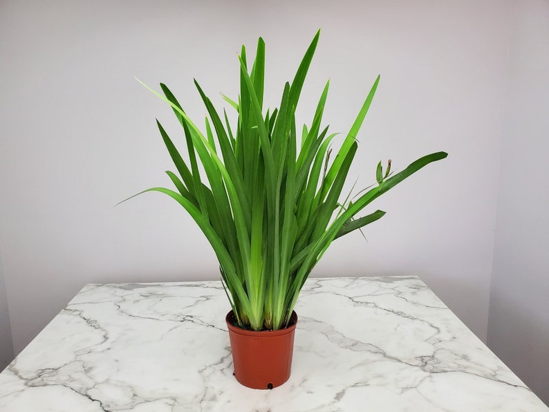 Iris Regina Orchid Plant - Live 3 Gallon Tropical Flowering Plant - Butterfly Attracting - Iris Regina