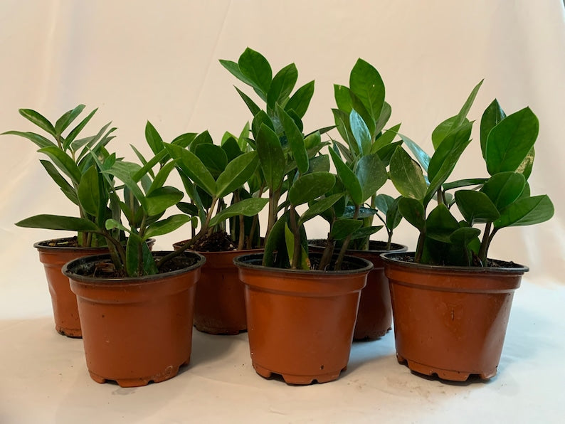 6 Pack 4 Inch ZZ Plants, Zamioculcas Zamiifolia, Air Purifying Indoor Plant, Low Light Tolerance, Drought Resistant