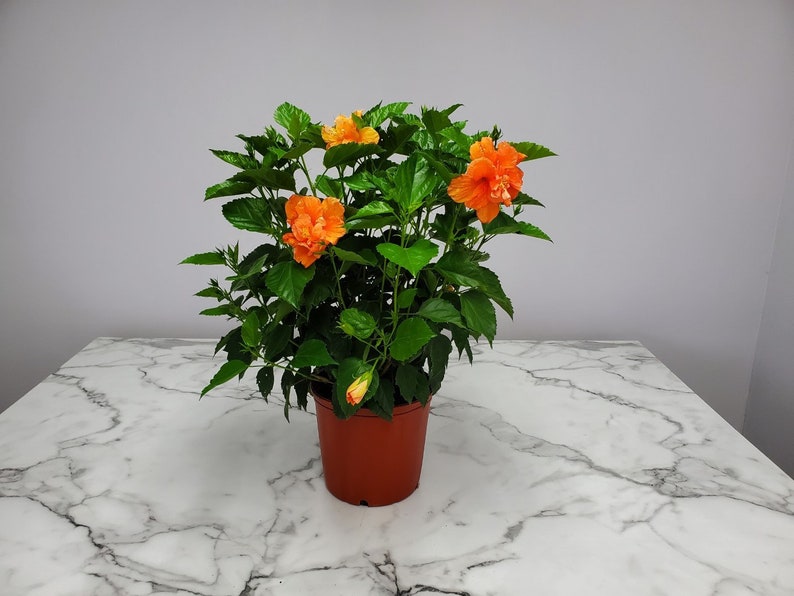 Hibiscus Bush 3 Gallon Double Peach Flowering Plant - Hibiscus rosa-sinensis - Tropical Garden Plant for Hummingbirds