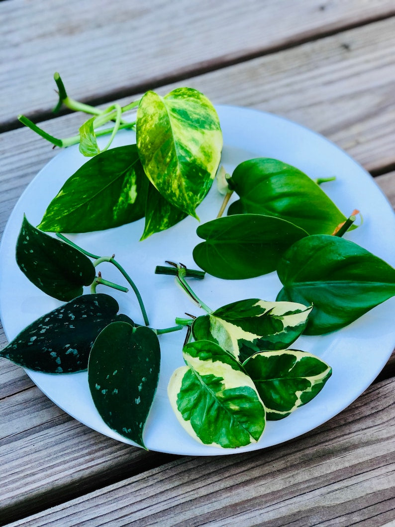 philodendron golden pothos Rare Pothos Cuttings Mix