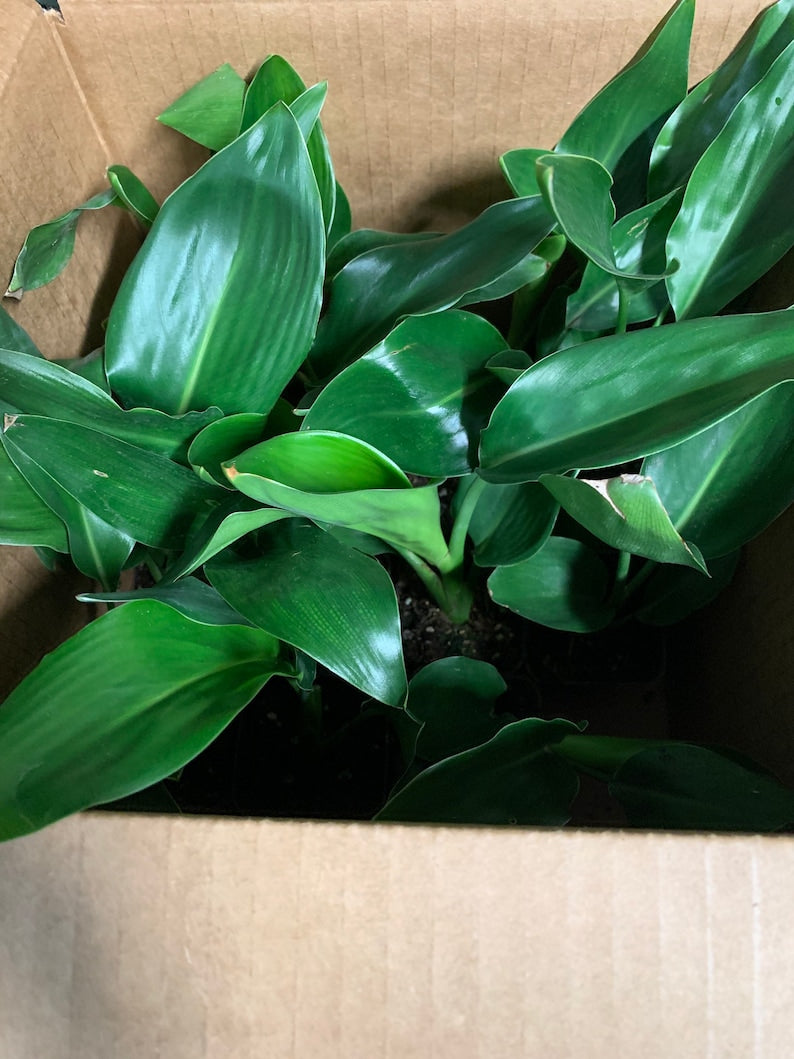 Strelitzia Reginae Plants - 12 Pack - Orange Bird of Paradise - Live Evergreen Perennial - Tropical Crane Flower