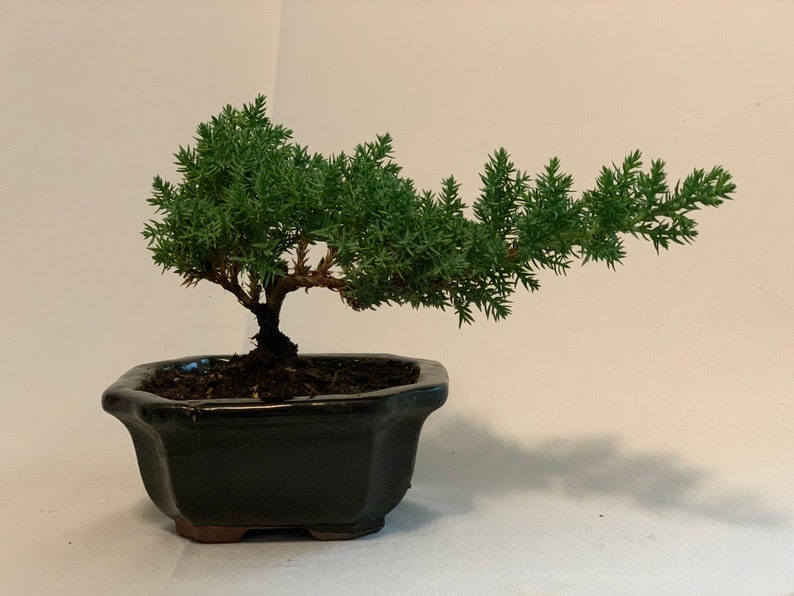 Bonsai Starter Plant 2-3 Years Juniper Procumbens Nana Dwarf Pine Outdoor Garden Tree