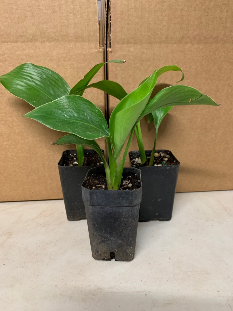 3Pk 3 Inch Giant White Bird of Paradise Plants - Strelitzia Nicolai - Tropical Decor - Live Greenhouse Plants