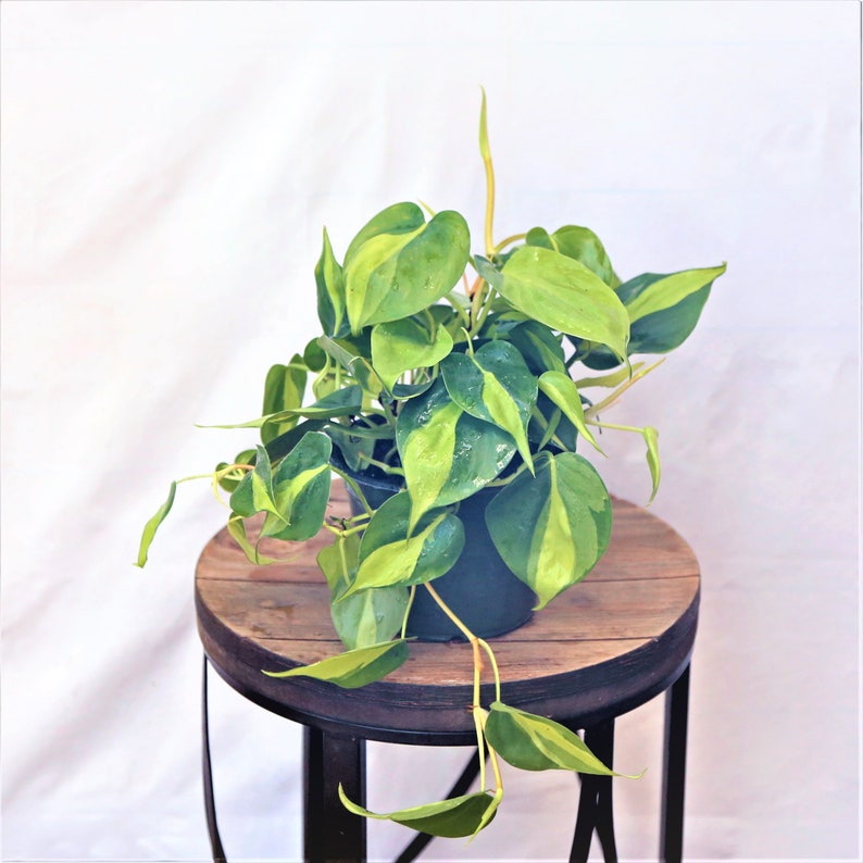 LIVE 6 Inch Brazilian Philodendron Scandens Brazil - Trailing Variegated Evergreen Plant - Sweetheart Plant with Heart-Shaped Leaves