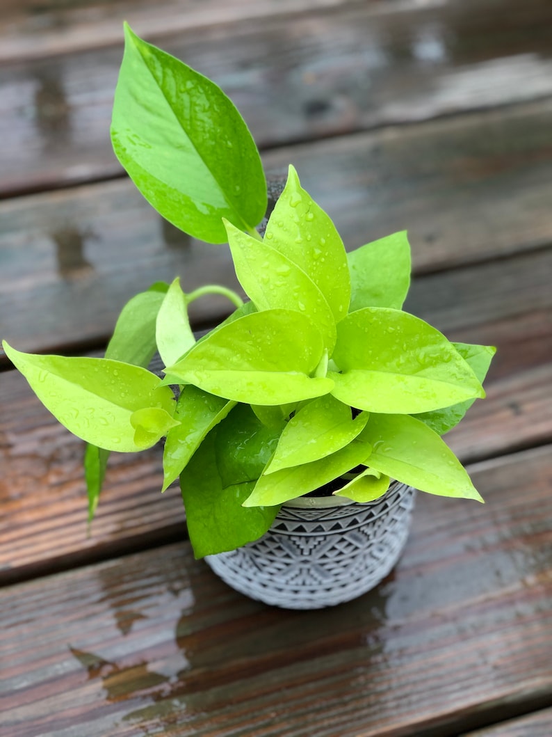 Neon Pothos Plant in 4” Pot | Easy Care Low Light Houseplant | Epipremnum aureum | Indoor Vines for Desk, Shelf, or Hanging Basket