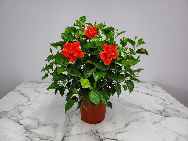 Live Hibiscus Plant Bush, 3 Gallon, Double Red Flowers, Hibiscus rosa-sinensis, Tropical Outdoor Plant