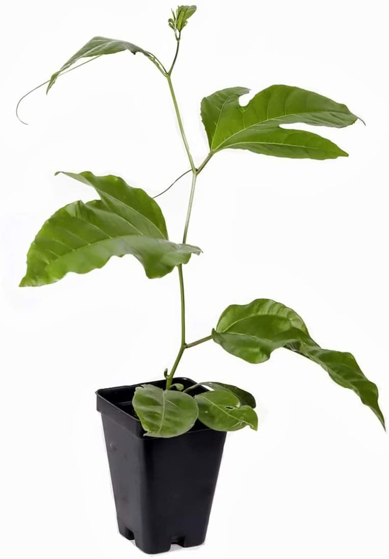 Purple Passion Fruit Plant Starter 4-6" Passiflora Purple Possum Edible Vine Live Butterfly Attractant