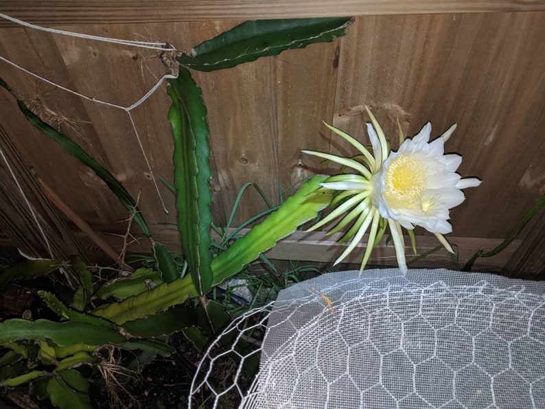 Florida Sweet Pink Dragon Fruit Cuttings 15" Rooted Live Cuttings (2) Hylocereus undatus