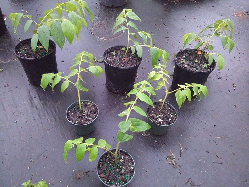 Jamaican Cherry Live Starter Plant 2.5-6" Muntingia Calabura Tropical Fruit Tree