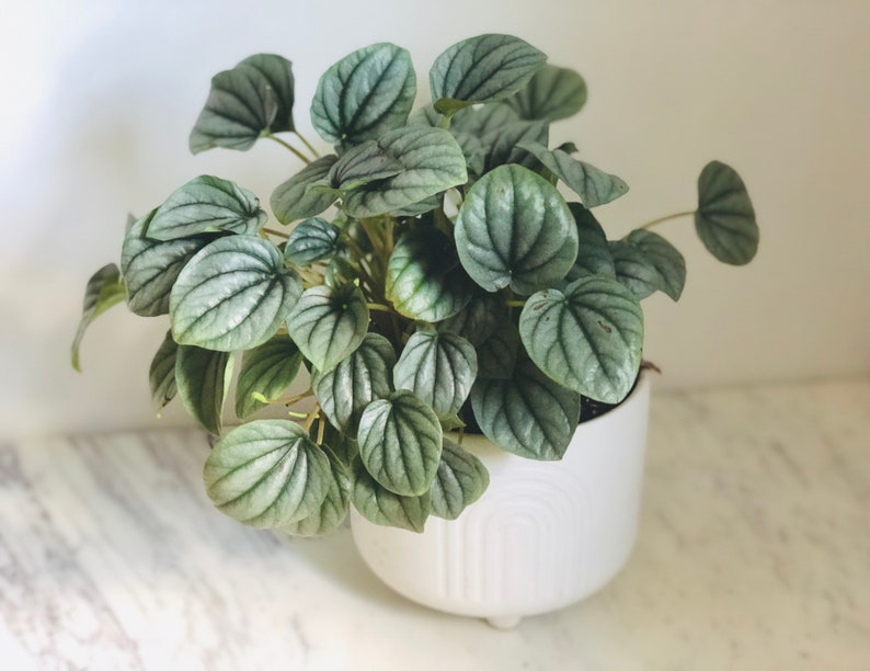 Peperomia Frosty Live Plant in 4" Pot - Silver Caperata - Trendy Houseplant - Ideal for Indoor Decor