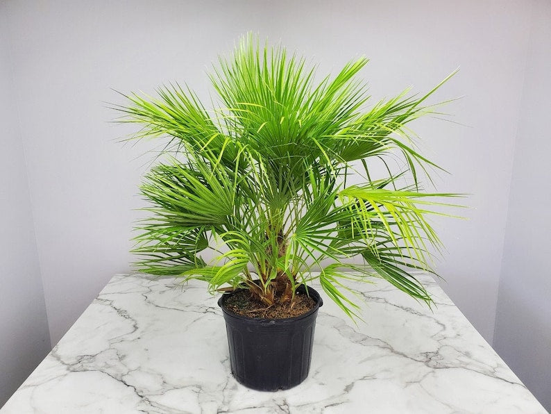 European Fan Palm Tree - 7 Gallon Pot - Cold Hardy Tropical Plant - Chamaerops humilis - Live Indoor/Outdoor Decor