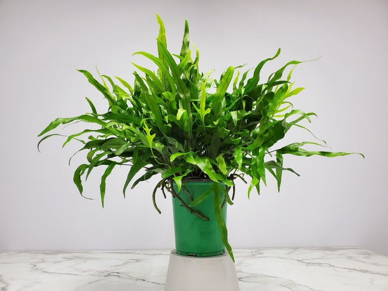 Kangaroo Fern Plant - 1 Gallon Live Plant - Green Foliage - Microsorum diversifolium - Tropical Indoor/Outdoor Décor