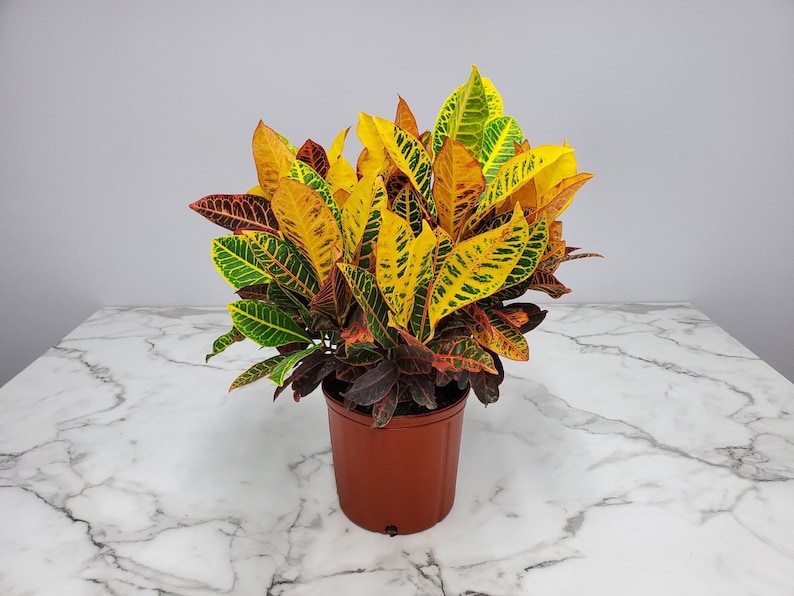 Live Croton Petra Plant - 24" to 28" Tropical Foliage - Codiaeum variegatum - Indoor/Outdoor Decor - 3 Gallon Planter