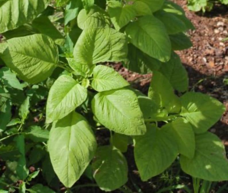 Edible Amaranth White Light Green 500 Seeds For Planting