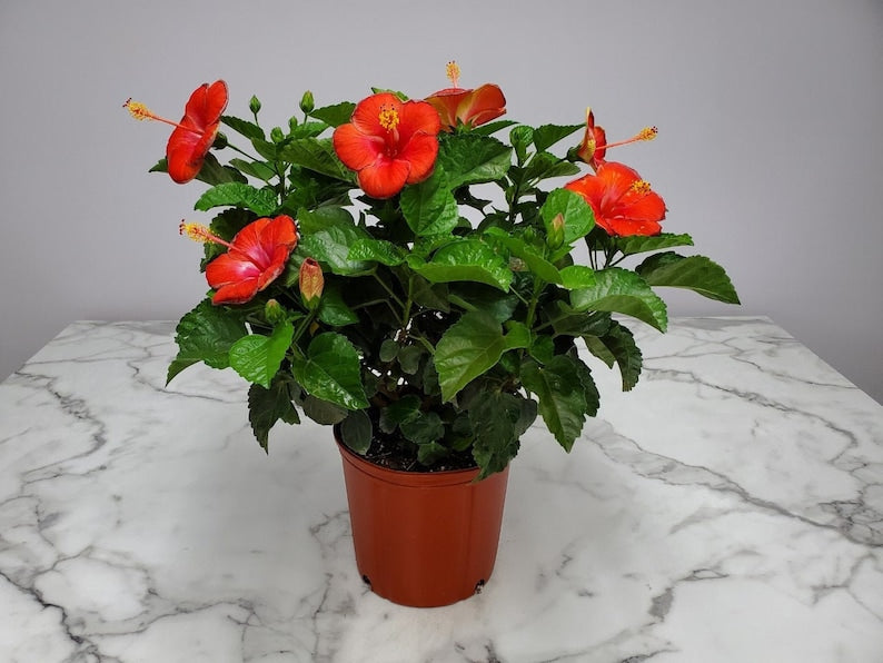 Hibiscus Plant Red Flower Bush 3 Gallon Live Tropical Plant | Hibiscus rosa-sinensis | Attracts Hummingbirds & Butterflies
