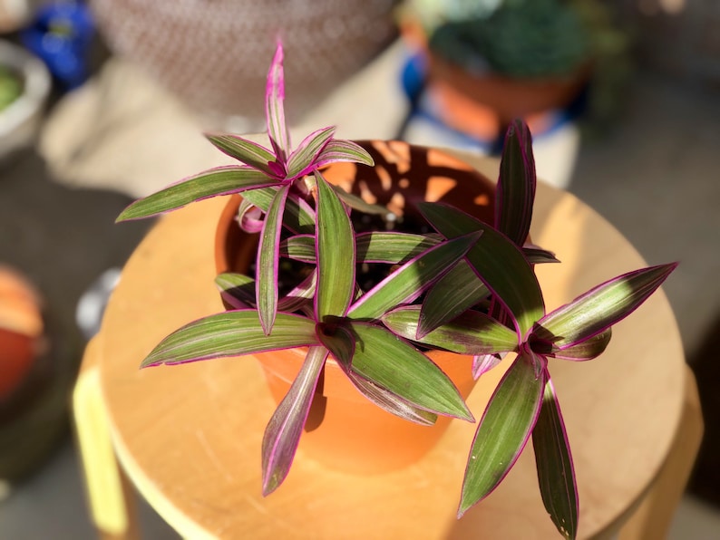 Rare Tradescantia Plant - Purple Variegated Wandering Jew - Easy Care Indoor Plant - Tradescantia spp. in Nursery Pot