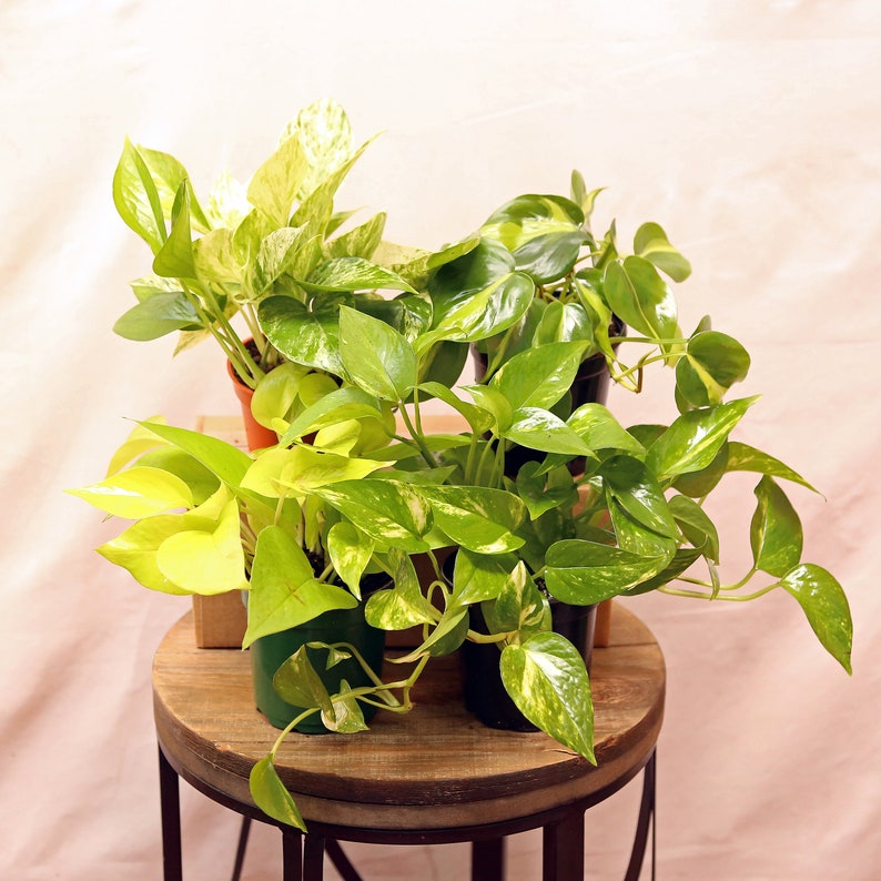 LIVE 4 Inch Potted Plant Collection - Brazilian Philodendron, Marble Queen Pothos, Golden Pothos, Neon Pothos - Indoor Vines