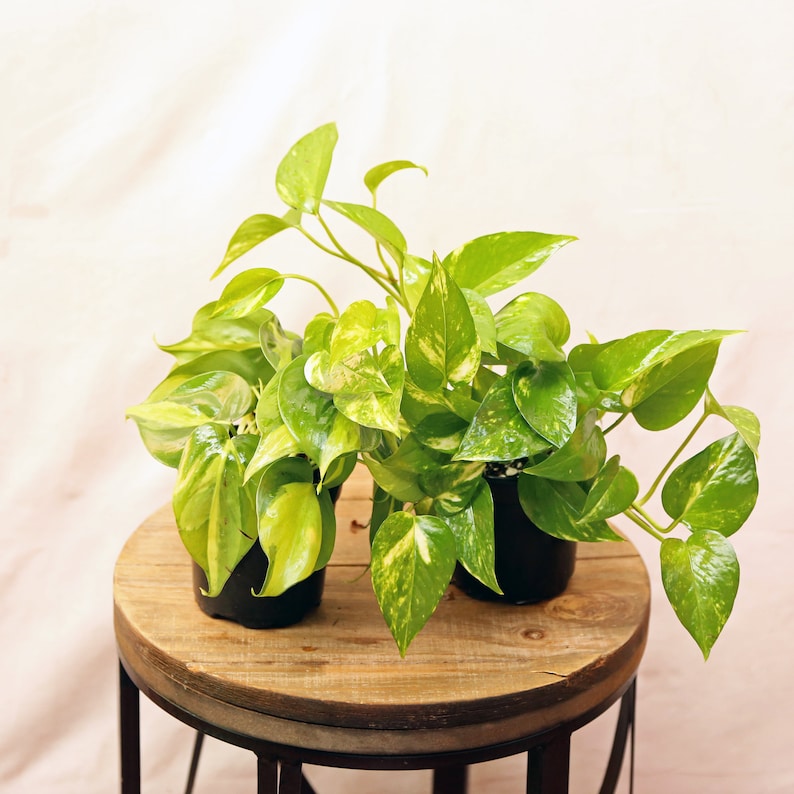 LIVE 4 Inch Pot Combo - Brazilian Philodendron & Golden Pothos - Tropical Houseplants for Gifts - Philodendron Brasil & Epipremnum aureum