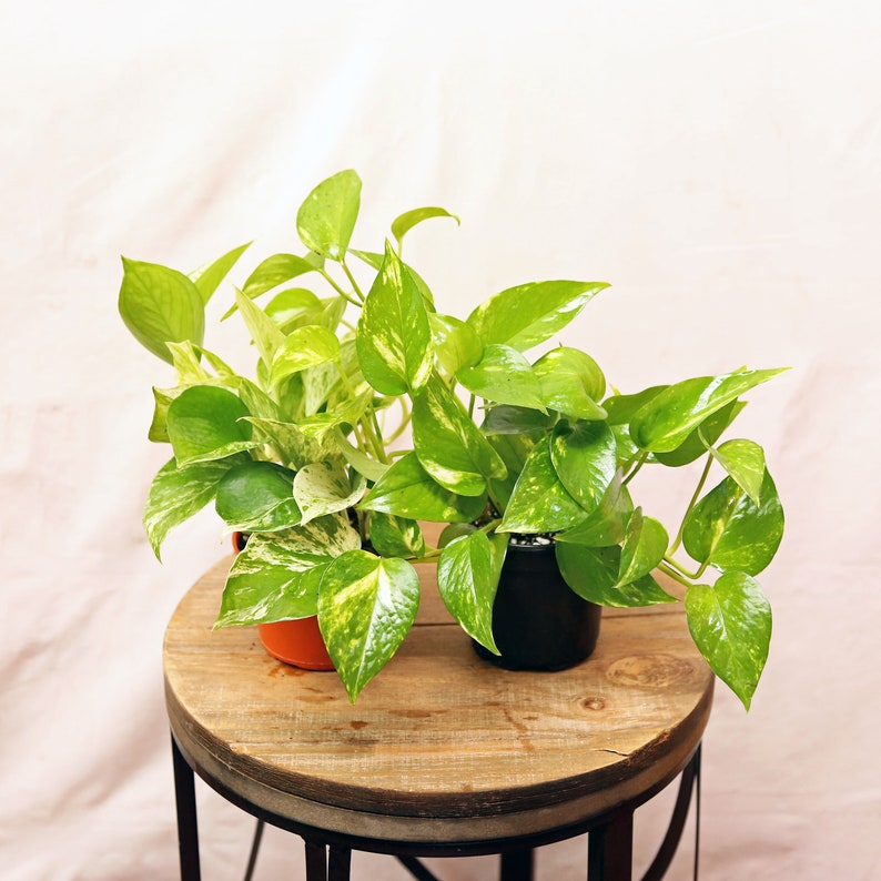 LIVE 4-Inch Pots Combo - Golden Pothos & Marble Queen Pothos - Easy-Grow Houseplants for Wall Decor - Epipremnum aureum
