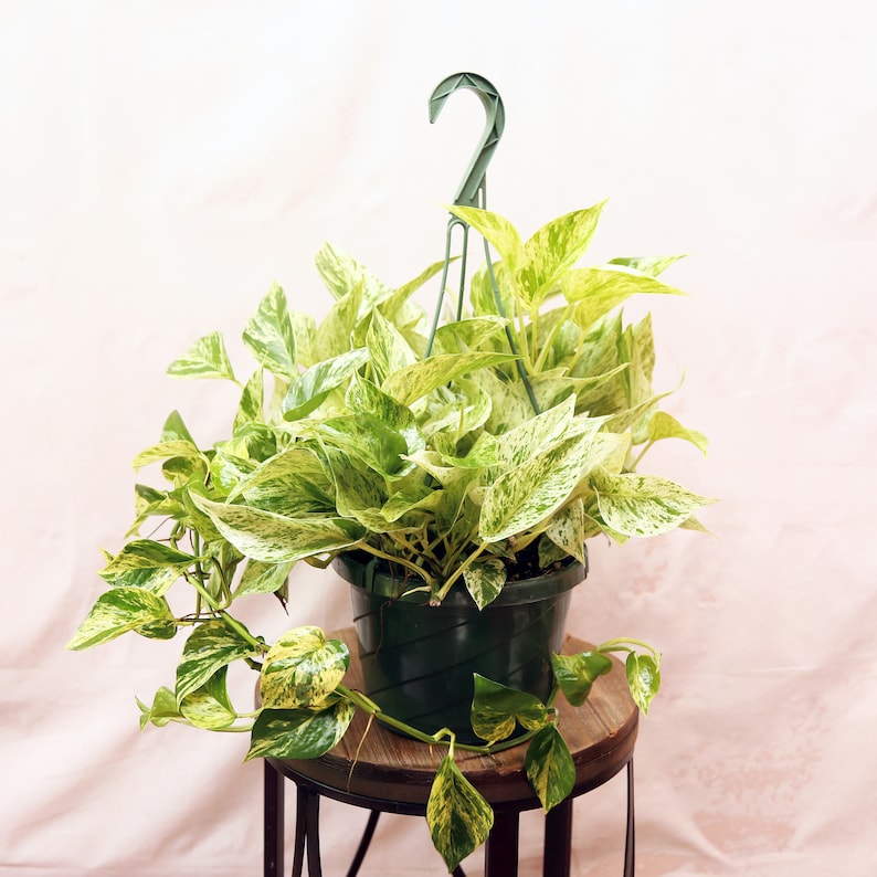 8 Inch Hanging Basket Marble Queen Pothos, Variegated Indoor Vine Plant, Epipremnum Aureum, Trailing Houseplant Gift