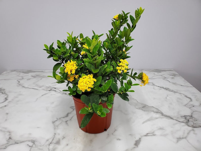 Ixora Live Plant - 3 Gallon Yellow Flower Bush - Maui Ixora (Ixora spp.) - Tropical Houseplant for Home or Patio Decor