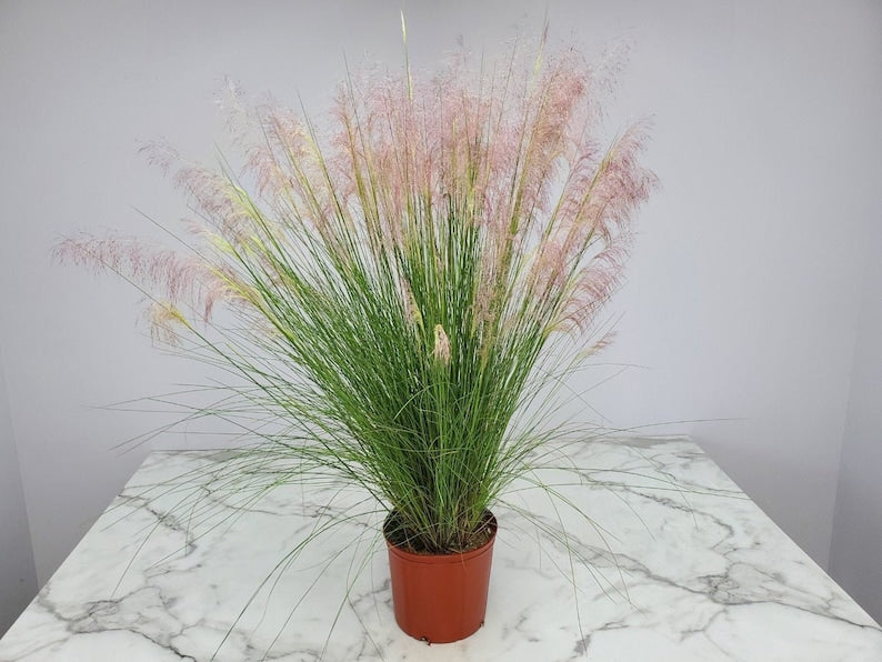 Muhly Grass Red Live Plant - 3 Gallon Perennial - Muhlenbergia capillaris - Tropical Landscape Grass for Garden and Screening