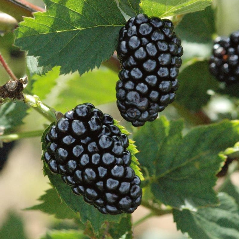 Thornless Blackberry Plant - 4-6 Inch Natchez Variety - Live Fruit Tree Starter - Rubus fruticosus