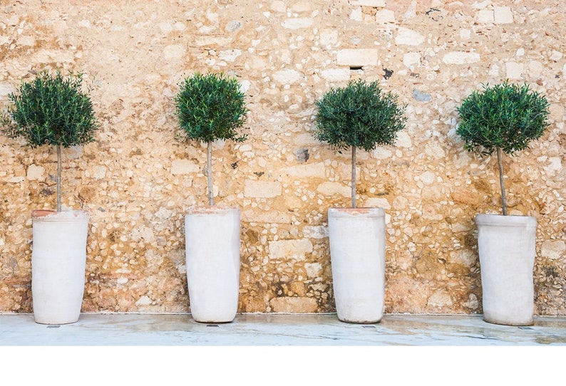 Olive Tree Plant - 8 Inch Arbequina Live Olive Tree - Organic Indoor/Outdoor - Olea europaea