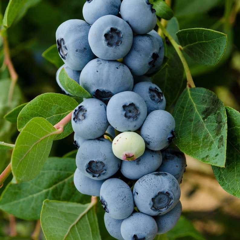 Legacy Blueberry Plant - Live Berry Bush 4-8 inches - Vaccinium Corymbosum - Highbush Blueberries for Planting
