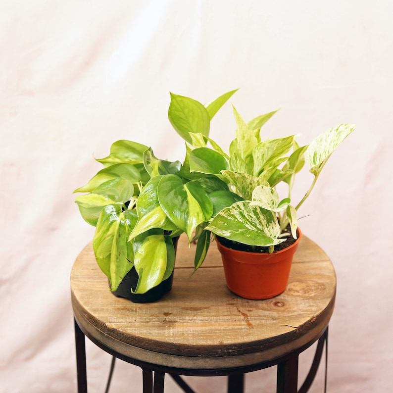 LIVE Combo Plants - 4 Inch Pots Brazilian Philodendron & Marble Queen Pothos - Ideal Gift for Doctors & Coaches