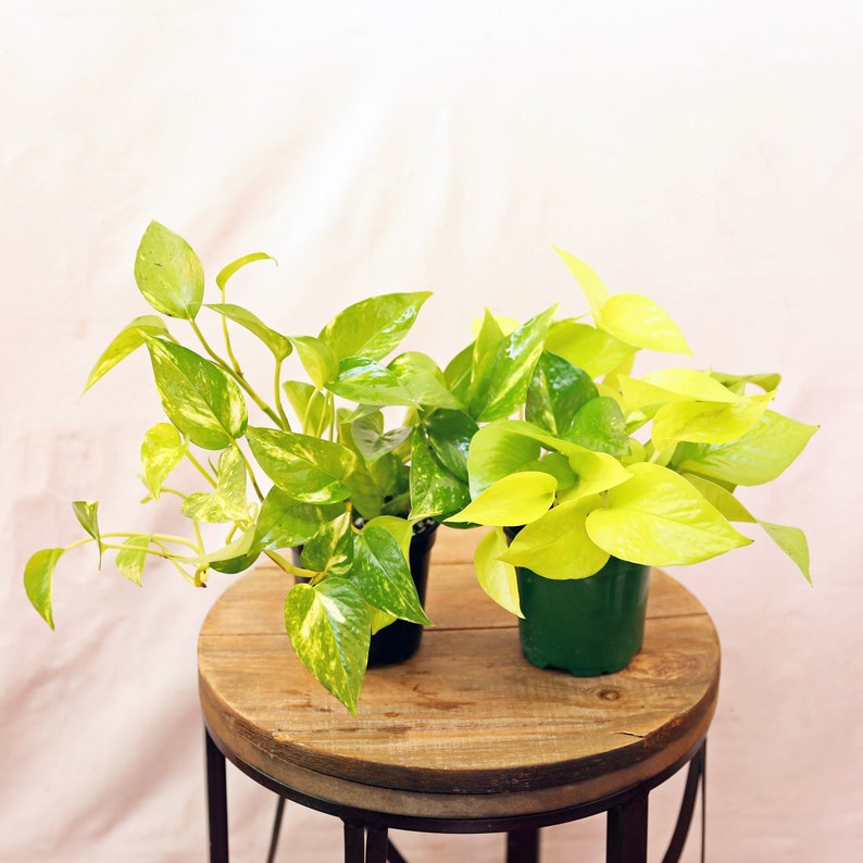 potted golden pothos LIVE Potted Plants Combo