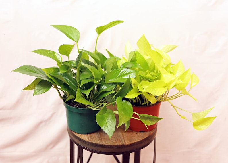 LIVE Indoor Potted Plants Combo - 6 Inch Neon Pothos & Jade Pothos - Easy Care Houseplants for Home Decor - Epipremnum aureum