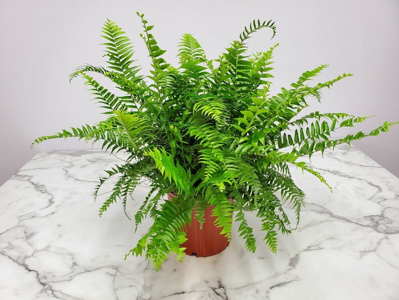 Macho Fern Live Plant - 3 Gallon Tropical Foliage - Easy Care - Nephrolepis exaltata - Perfect for Indoors & Shaded Outdoors
