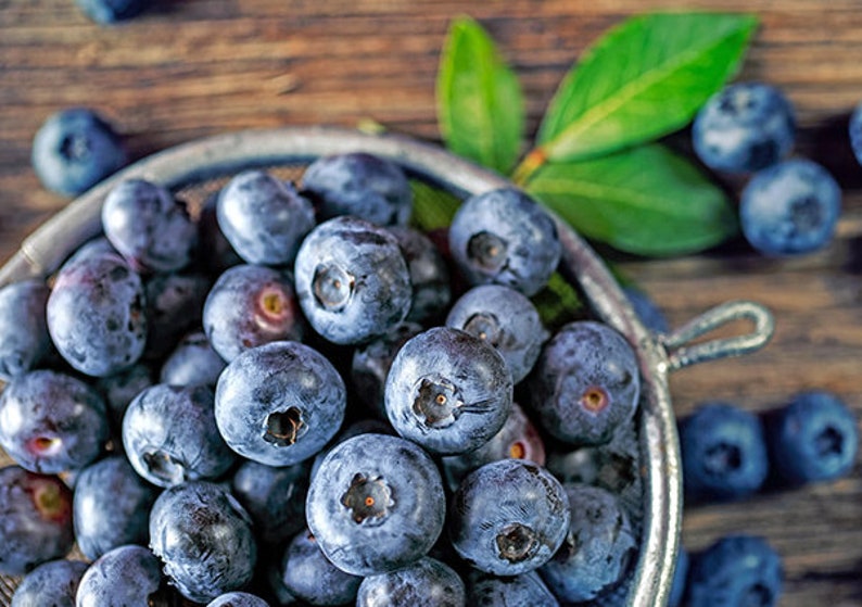 Sharpblue Blueberry Plant - 4-8 inch Live Fruit Bush - Vaccinium corymbosum hybrid 'Sharpblue' - Self-Pollinating & Early-Ripening
