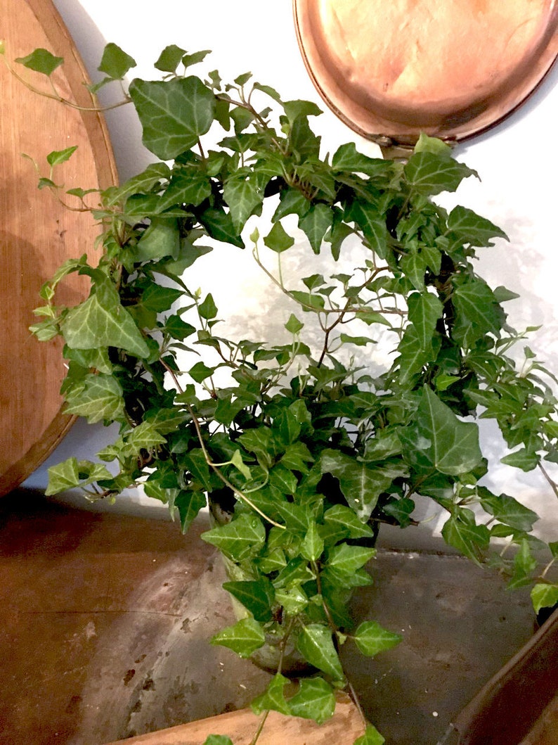 Live Green Ivy Ring Plant 6" in Handcrafted Pot - Perfect for Bright Light (Hedera helix)