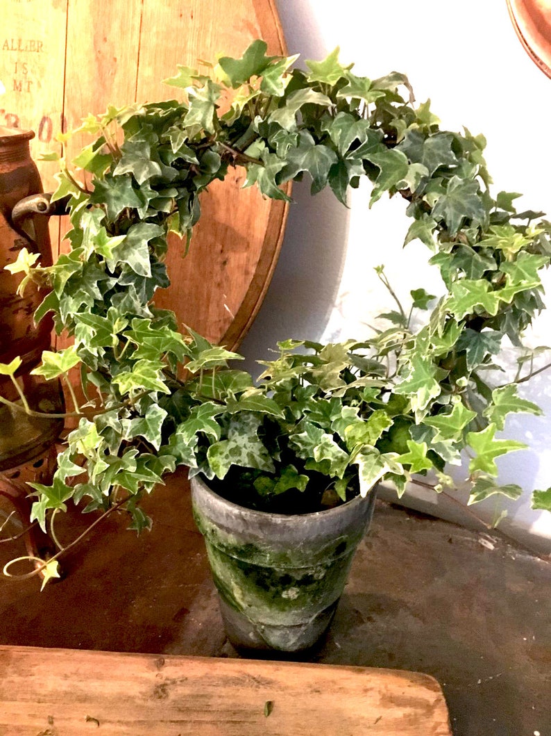 Variegated Ivy Ring Plant 8