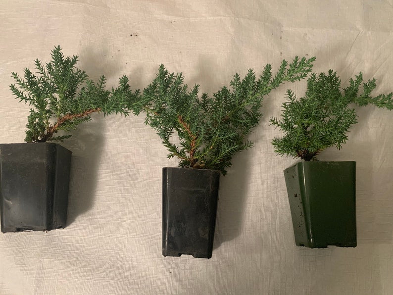 Mini Juniper Bonsai Trio - Dwarf Pine Set (Juniper Procumbens nana) - Live Starter Plants for Indoor/Outdoor Care