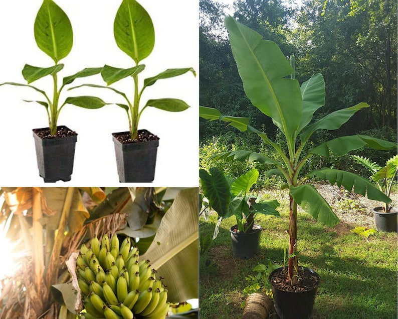 Dwarf Banana Tree Plant - Grand Nain 4-6 Inch Live Fruit Plant - Musa Cavendish - Easy Care Tropical Banana Plant