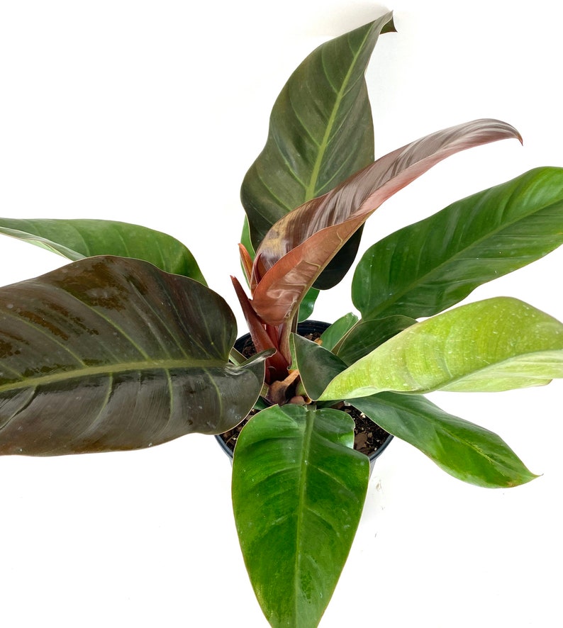 Philodendron Plant - Imperial Red - Compact Foliage - Philodendron Imperial Red - Low Maintenance Tropical Houseplant