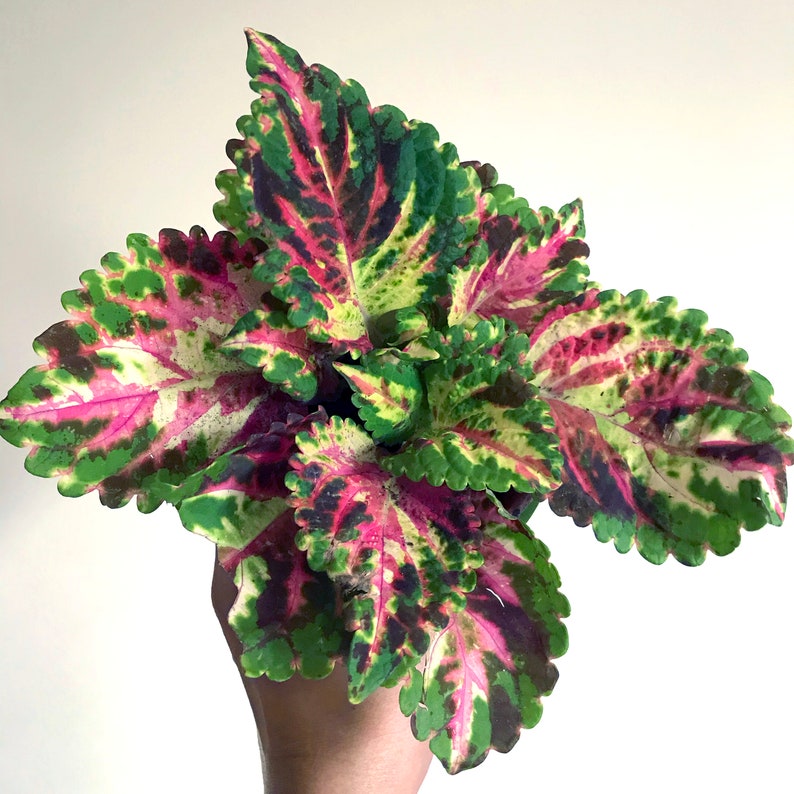 Coleus Seeds Packet of 15 - Superfine Rainbow Multicolor, Variegated Ornamental Plant, Solenostemon scutellarioides