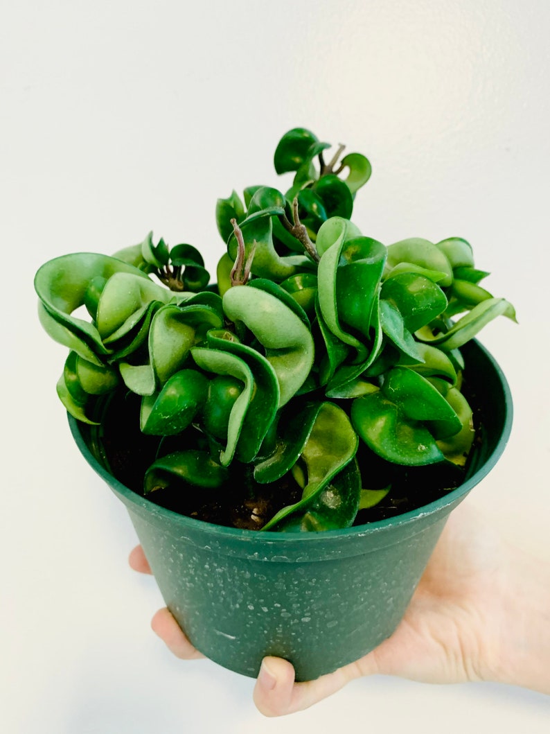 Hoya Compacta Plant - Tropical Wax Plant - Hindu Rope Variety - Multiple Sizes Available - Hoya carnosa compacta