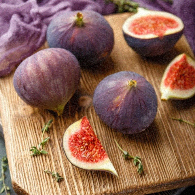 LSU Purple Fig Tree Plant - 4-6 Inch Live Fruit Tree - Ficus carica - Edible Fig Variety for Home Garden