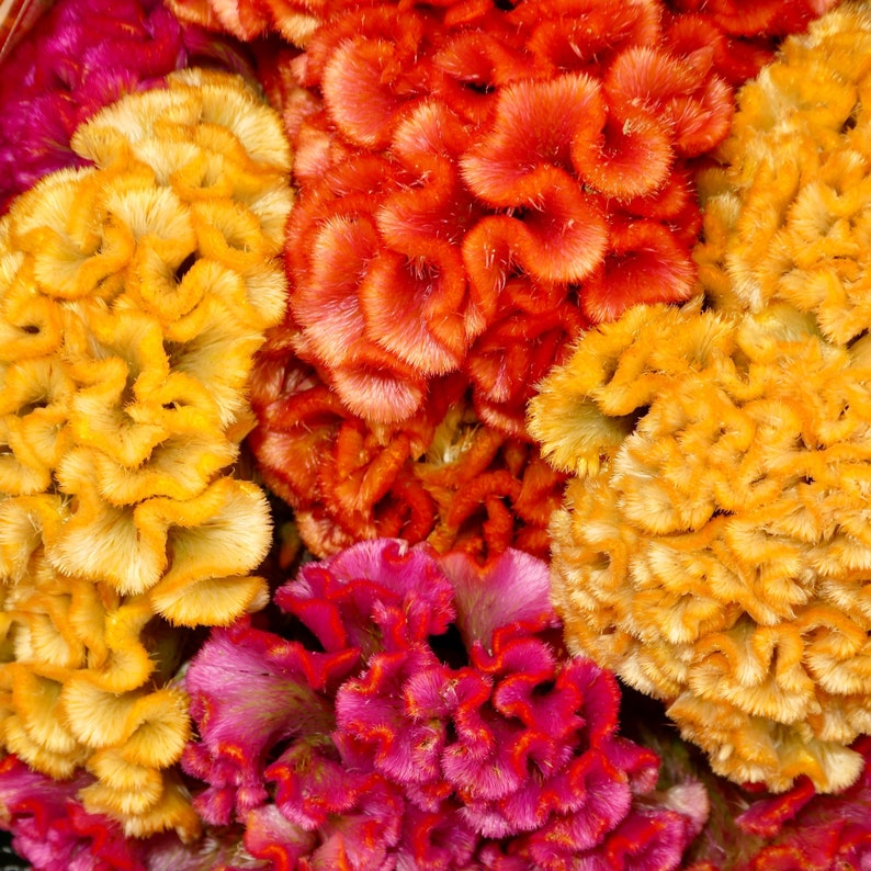Celosia Seeds - Cockscomb Cristata Mix, Vibrant Red & Pink Flower - Giant Brain Celosia, Non-GMO, 25 Rare Seeds for Planting
