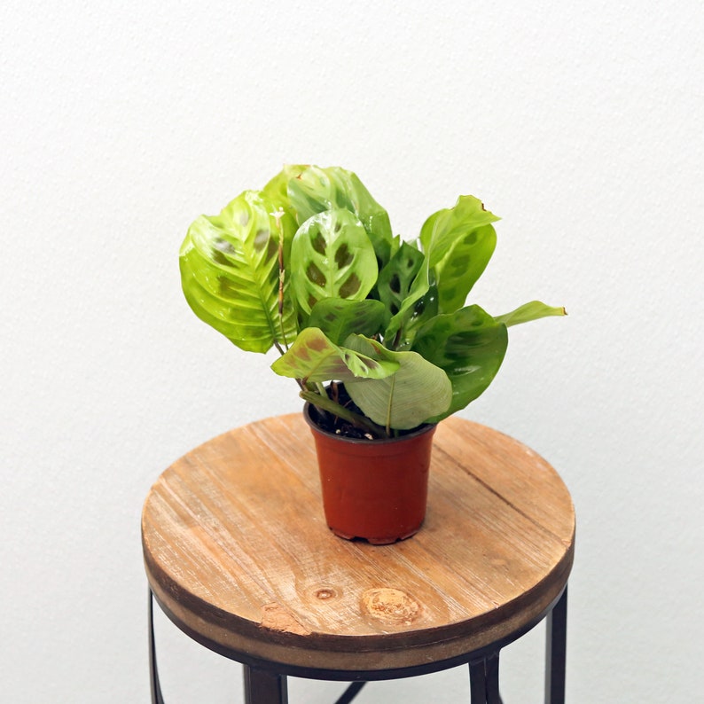 Green Maranta Prayer Plant - 4 Inch Pot - Herringbone Houseplant - Trailing Indoor Plant - Trailing Indoor Potted Plant - Decor